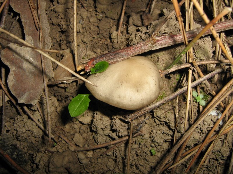 Ancora da Le Piastre (PT)